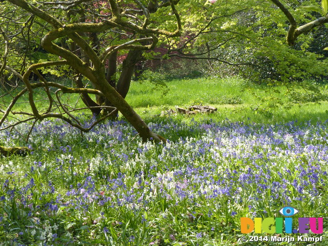 FZ005211 Blue and white Bluebells (Scilla non-scripta) in Dyffryn Gardens